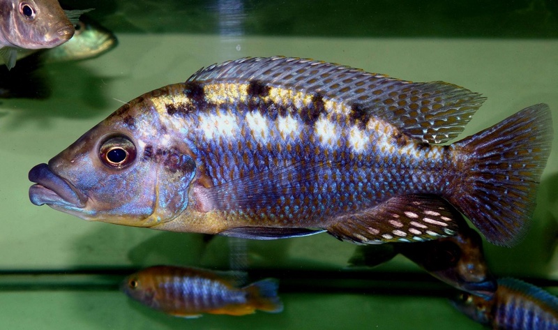 Protomelas sp. 'mbenji thick-lip' Mbenji Island